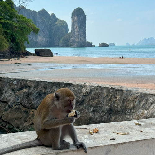 A Monkey At Ao Nang Beach Thailand