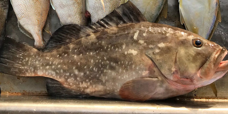 A Florida Keys Grouper That Was Nearly The End